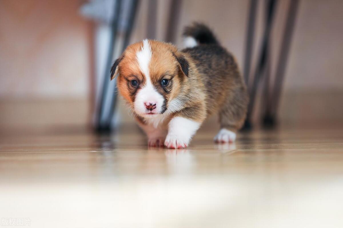 罗威纳生下小狗不吃食怎么办,三个月小狗不吃食怎么办