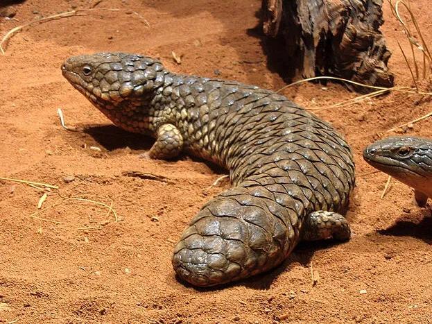 全身每个部位都没有肉,全身上下什么都没有就是肚皮疼