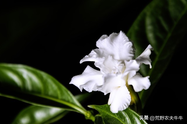 狗咬伤药,狗尾草治狗咬伤方法