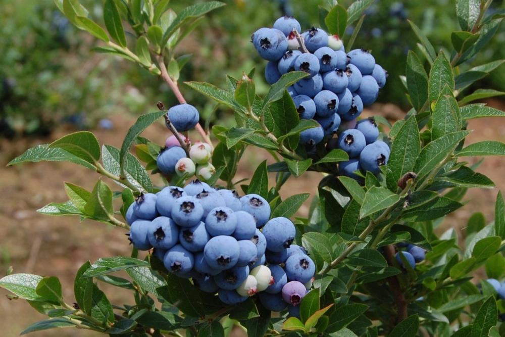 吉林新观察丨看吉林靖宇如何推进乡村振兴