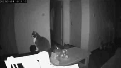 兽医讲解猫生病,聊聊猫咪常见疾病