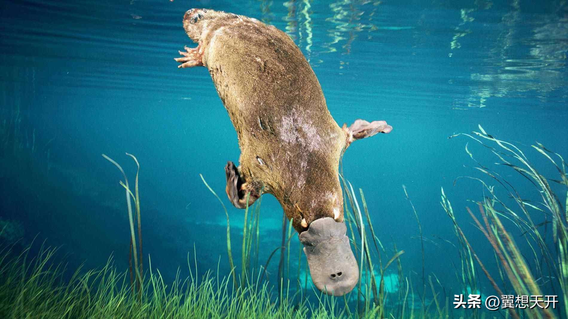 鸭嘴兽几亿年前有多可怕,2500万年前的鸭嘴兽