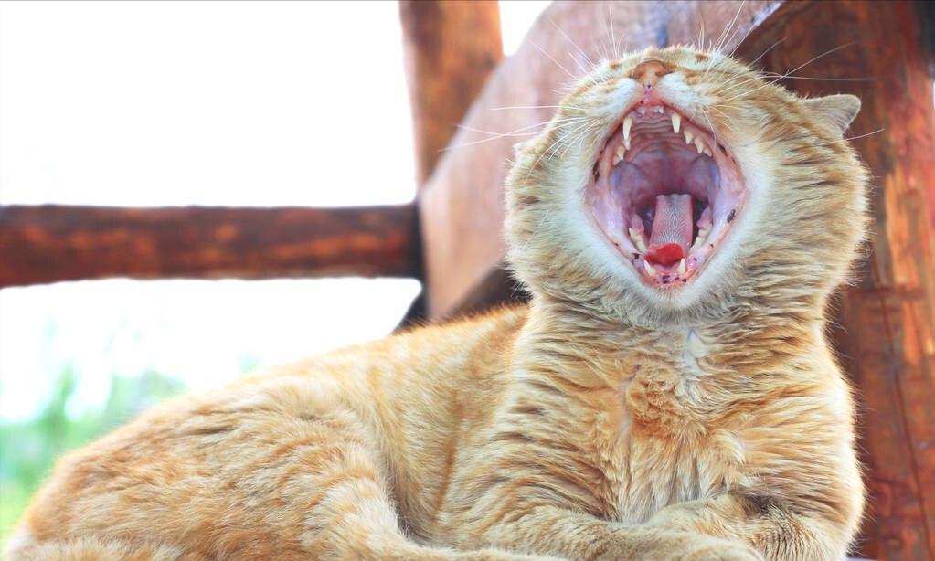 老祖宗严选的猫,老祖宗传下来的选猫秘诀