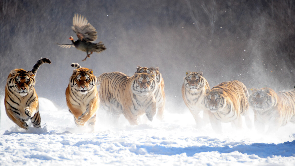 东北三宝人参鹿茸,人参貂皮鹿茸属于东北三宝吗