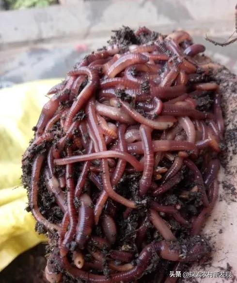 小型养殖蚯蚓一年能赚多少钱,一个大棚养殖蚯蚓收益有多少