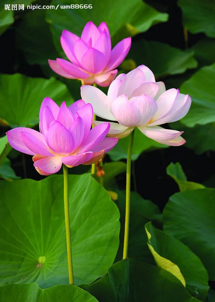 莲出淤泥而不染濯清涟而不妖,荷花出泥而不染芙蓉出水更娇艳