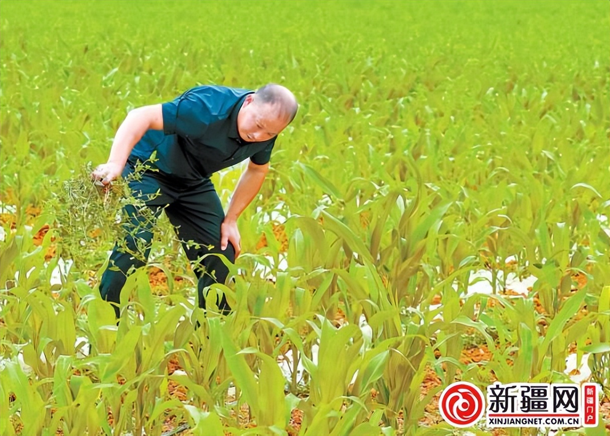 三夏期间农业生产情况,新疆自治区春季农业生产工作