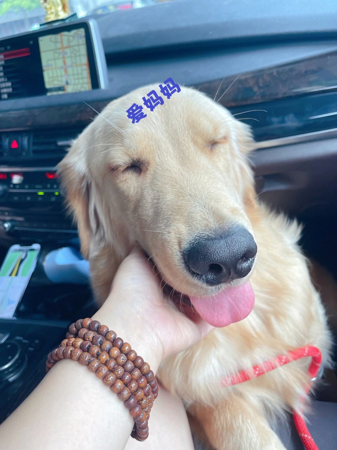 金毛为什么不建议新手养,金毛为什么养着养着就变酱油色了