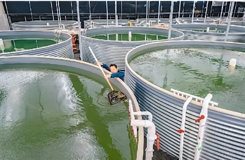 工厂化养殖对虾微量元素,三门南美对虾工厂化养殖