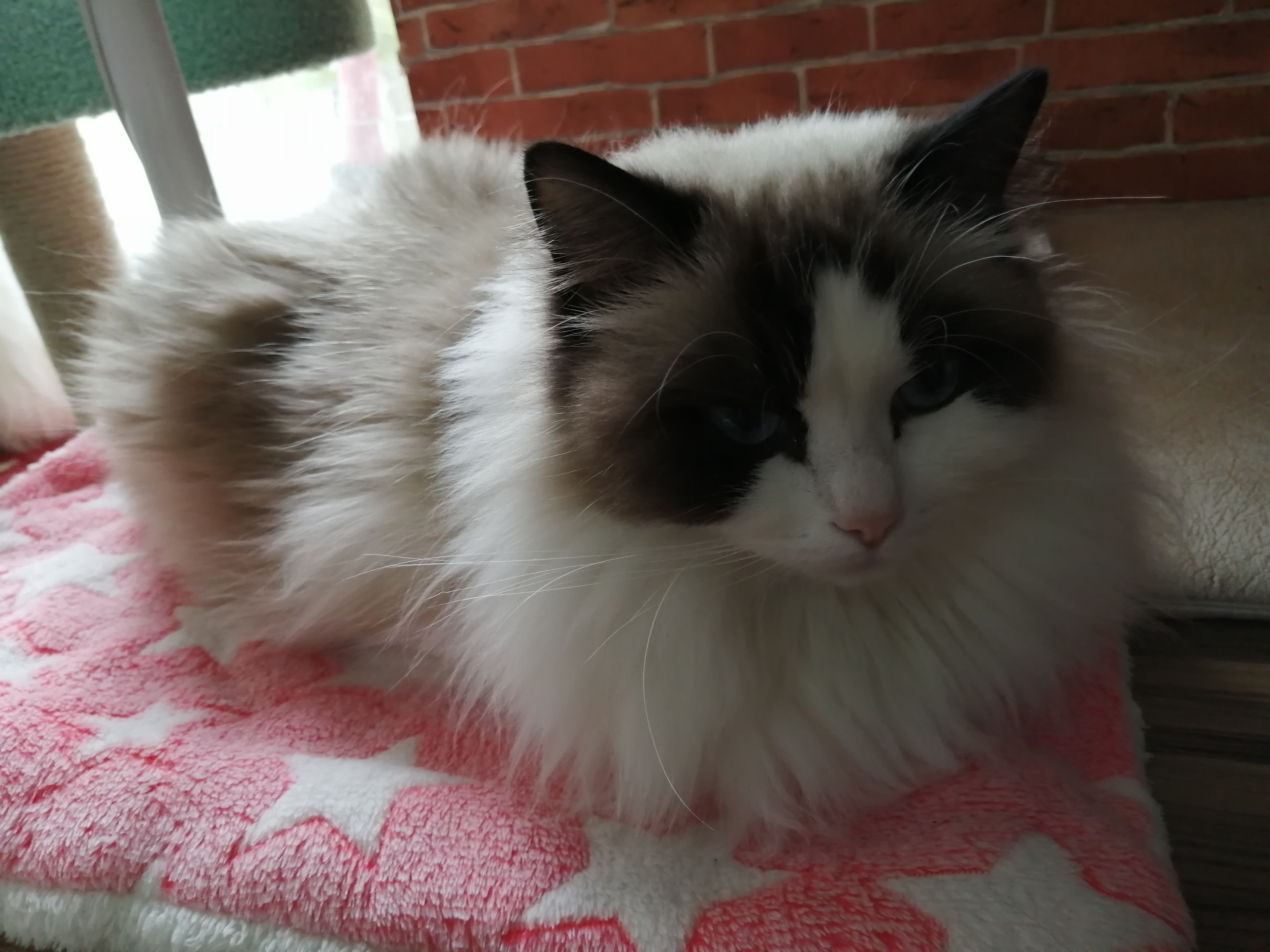 给猫洗澡沐浴露没洗干净会怎样,猫用人用的沐浴露洗澡可以吗