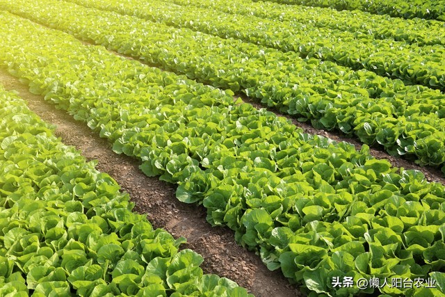 什么青菜可以四季种植,怎样种植青菜才好