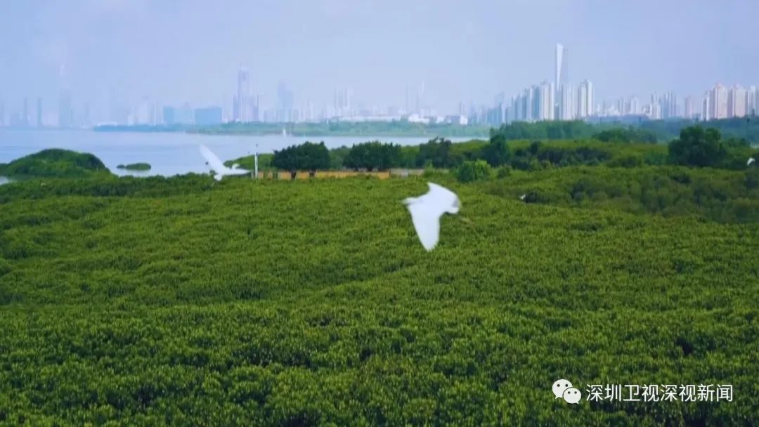 深圳加快全球标杆城市建设,深圳加快建设宜居韧性智慧城市