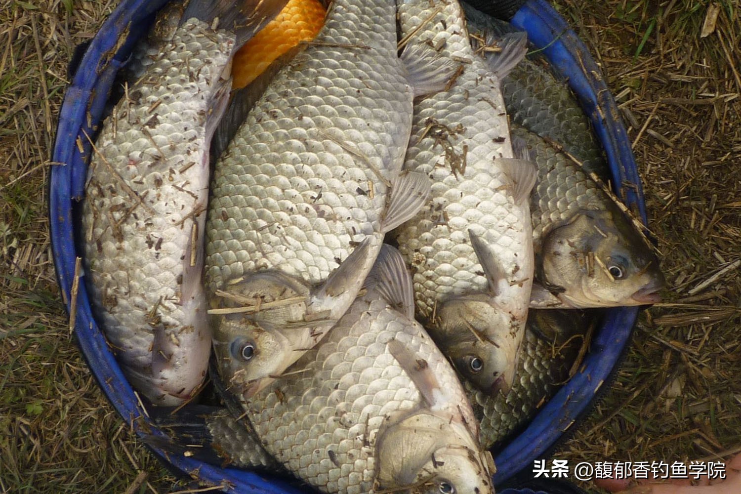 钓鱼鱼饵怎么买便宜的好用,渔具鱼饵怎么选