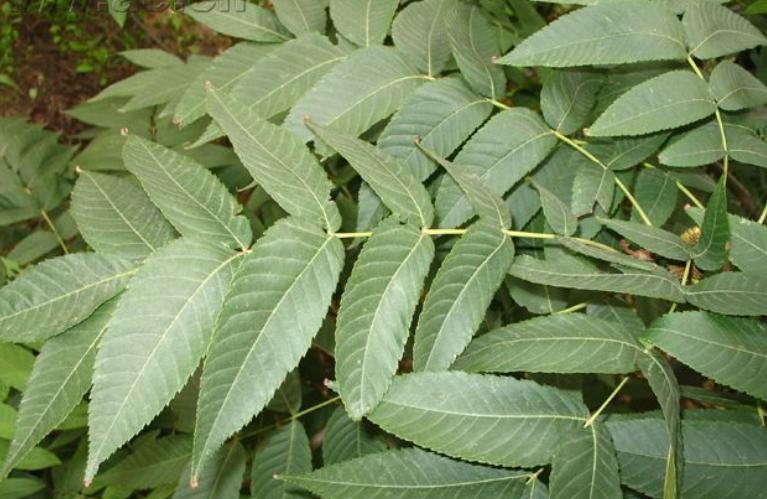 圆果化香有何化学成分？其活性分析有何成果？