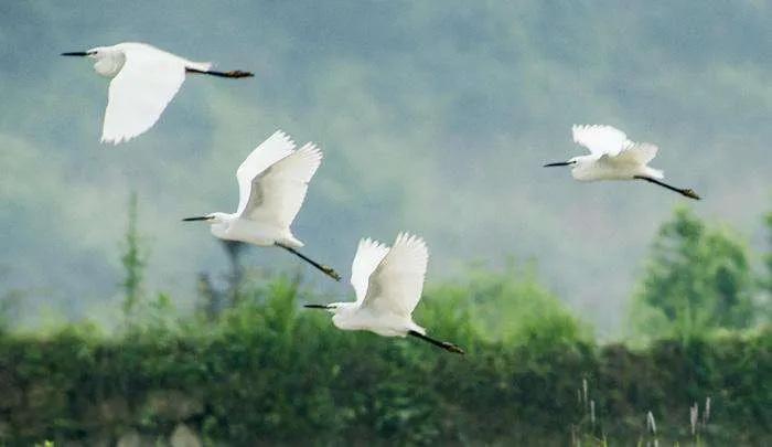 描写山水风景的古诗100首,写景的古诗30首有插图