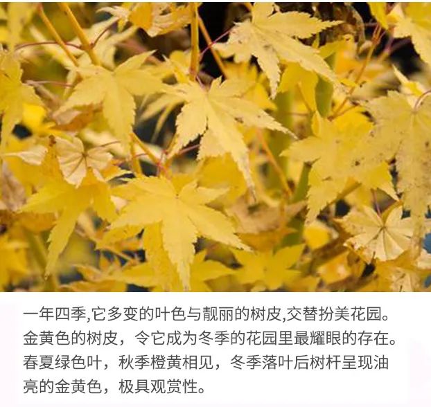 「秋天必看」枫树图鉴22年版——鸡爪枫及日本枫篇