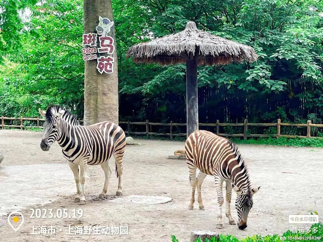 中国最大的野生动物园是哪个城市,中国最大野生动物园