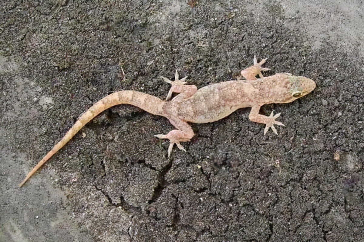 家里进了壁虎可以不理吗,家有壁虎需要留住吗