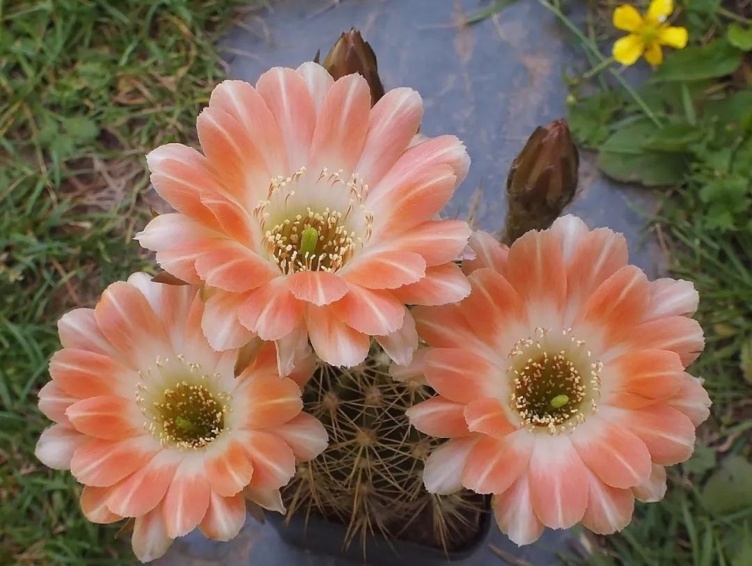 200种·仙人球开花图鉴，大开眼界，美到爆