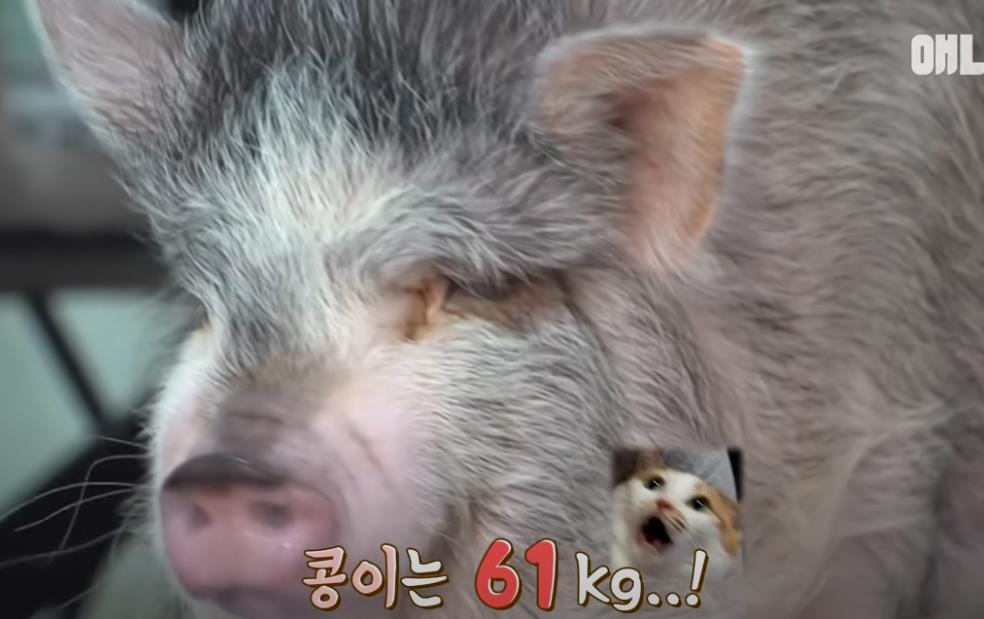 韩国女孩养迷你猪秒变大胖猪,如今带它们刻苦运动节食减肥