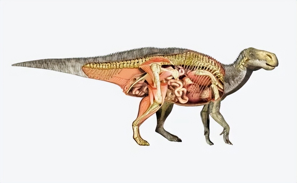 恐龙的骨架长什么样子,恐龙的内部器官结构图