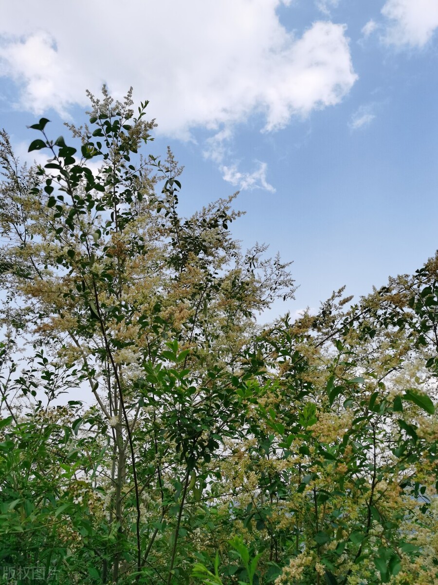 小叶女贞,小叶女贞球