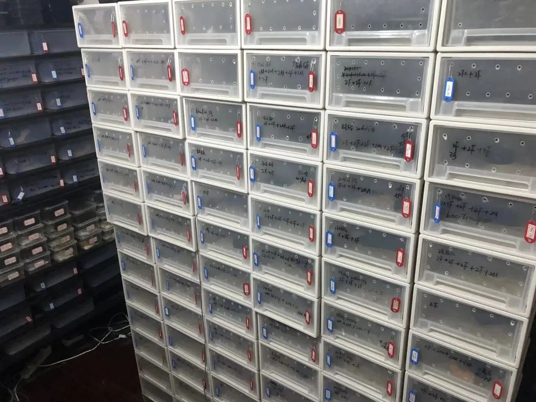 疫情与那些养爬行动物的人