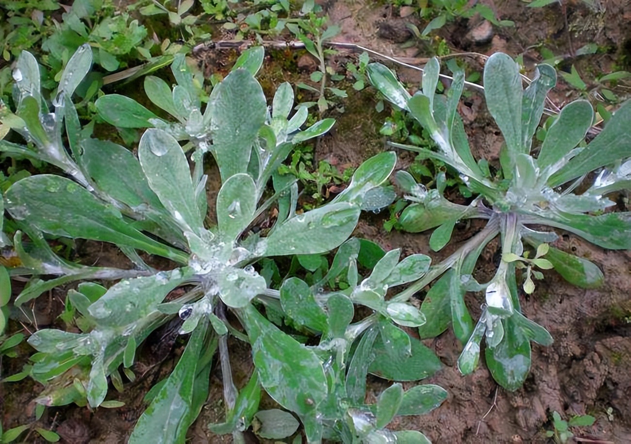 春天挖野菜图片大全,最全野菜图集63种野菜大图鉴