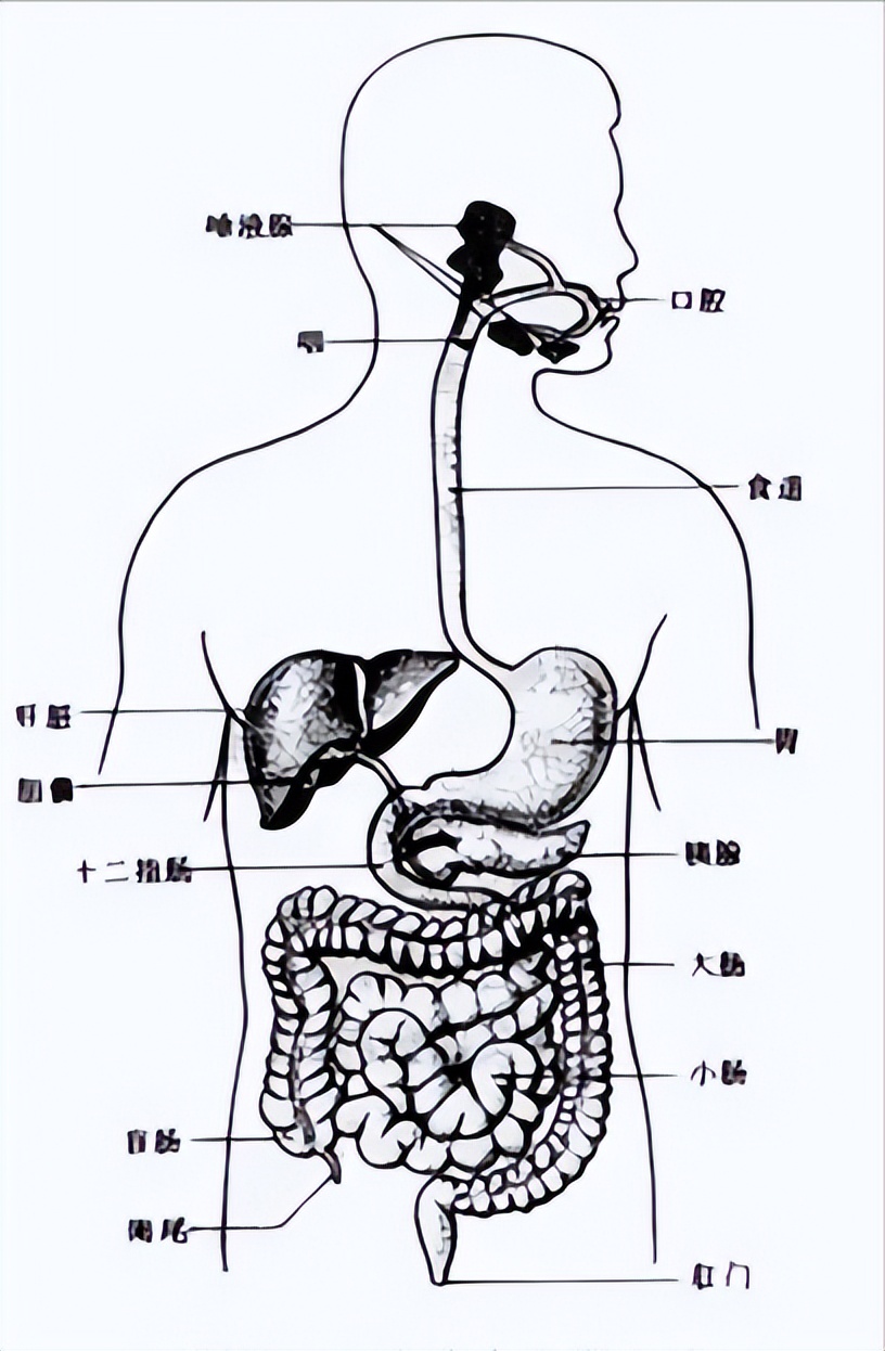 根除幽门螺杆菌这两种药就够了,怎么才算是彻底治好幽门螺杆菌