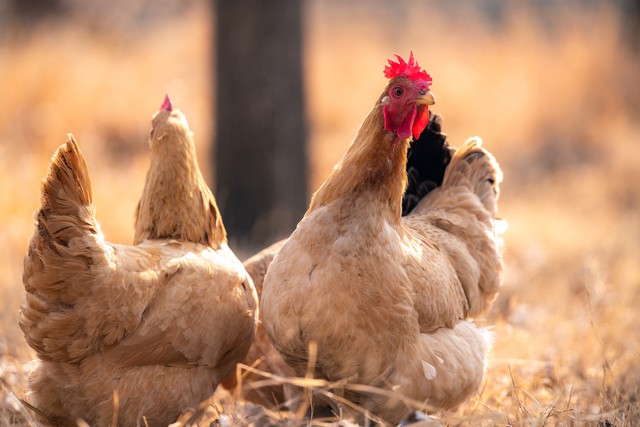 在农村，为何有人专门高价收购五年以上的老母鸡？