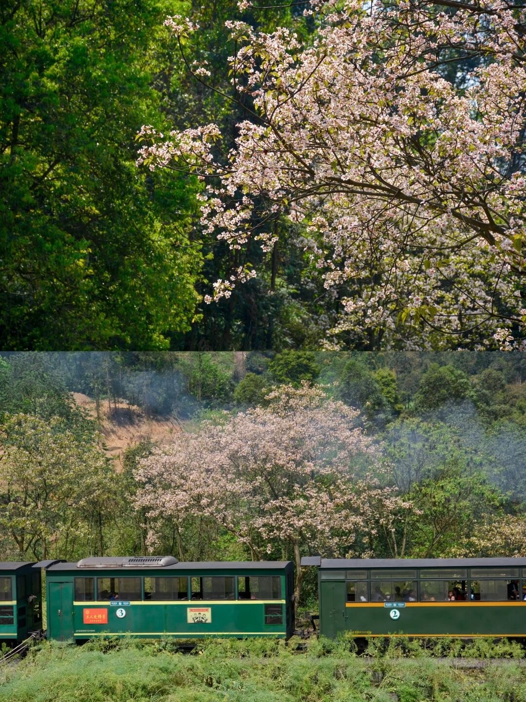 成都芍药花海景区,成都市内芍药花海