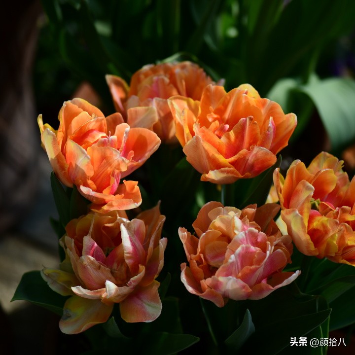 河马花园最耐阴植物,最漂亮的花园里的郁金香