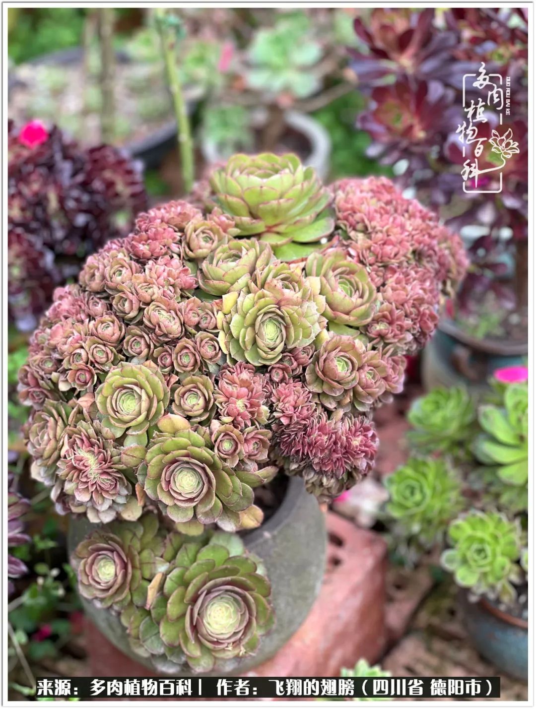 多肉的正确养殖方法冬天怎么养活,多肉怎么养活而且长得快且好看