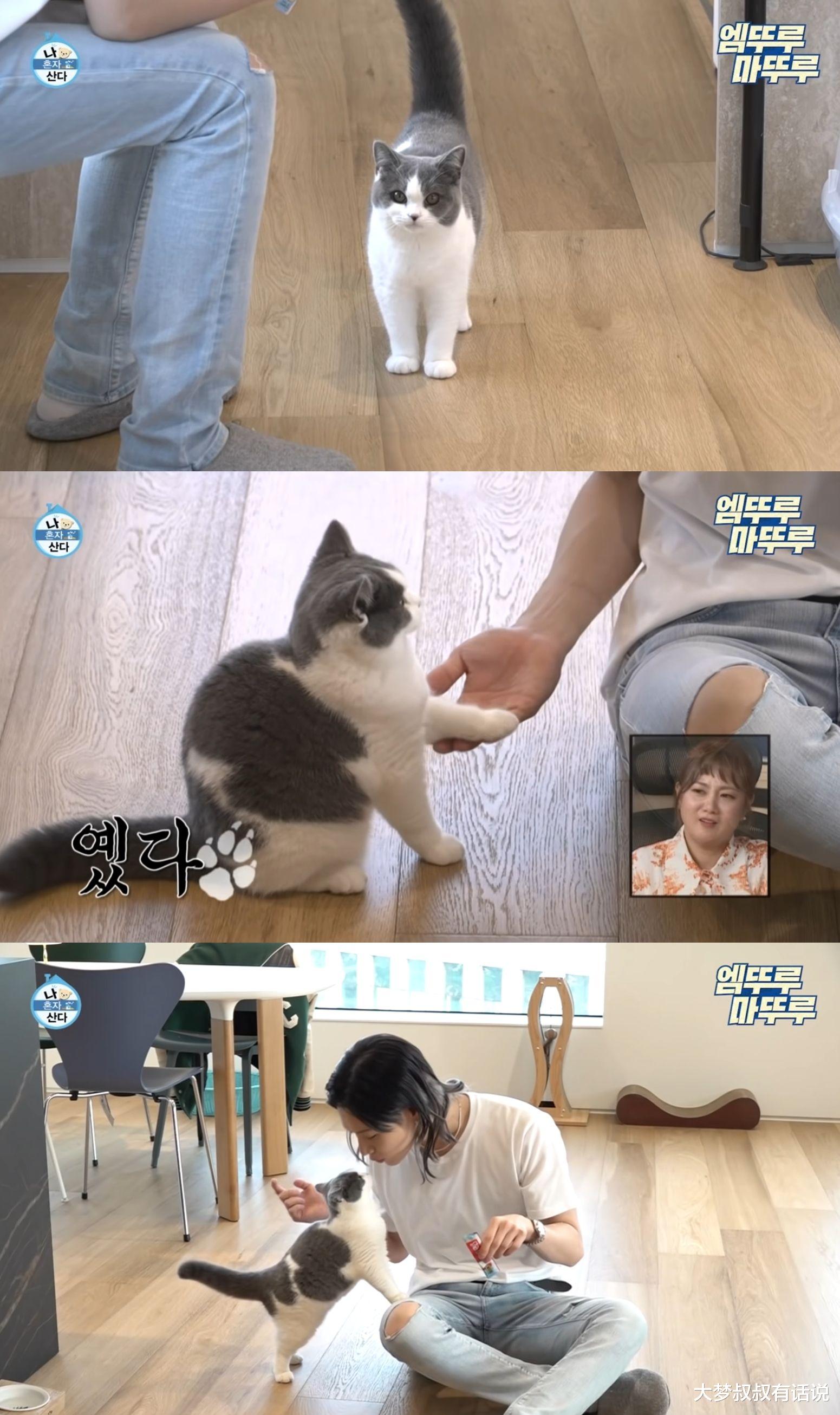 偶像萌宠超人气！伯贤柯基周边“粉丝夜排抢购”Rosé狗吸270万粉