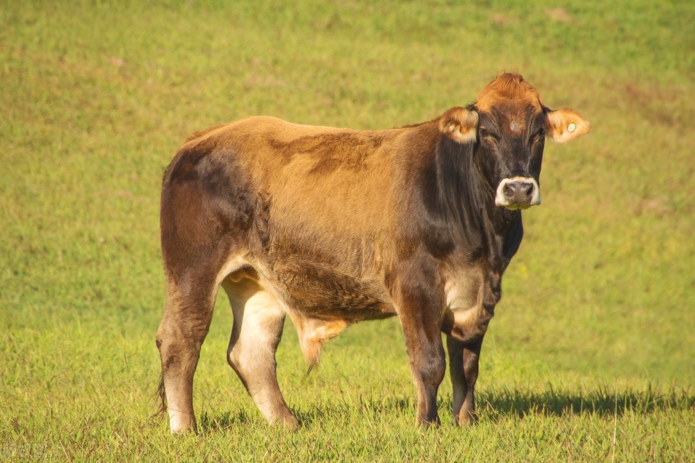 放养牛打架最好的解决办法,养牛人牛膘太瘦怎么办