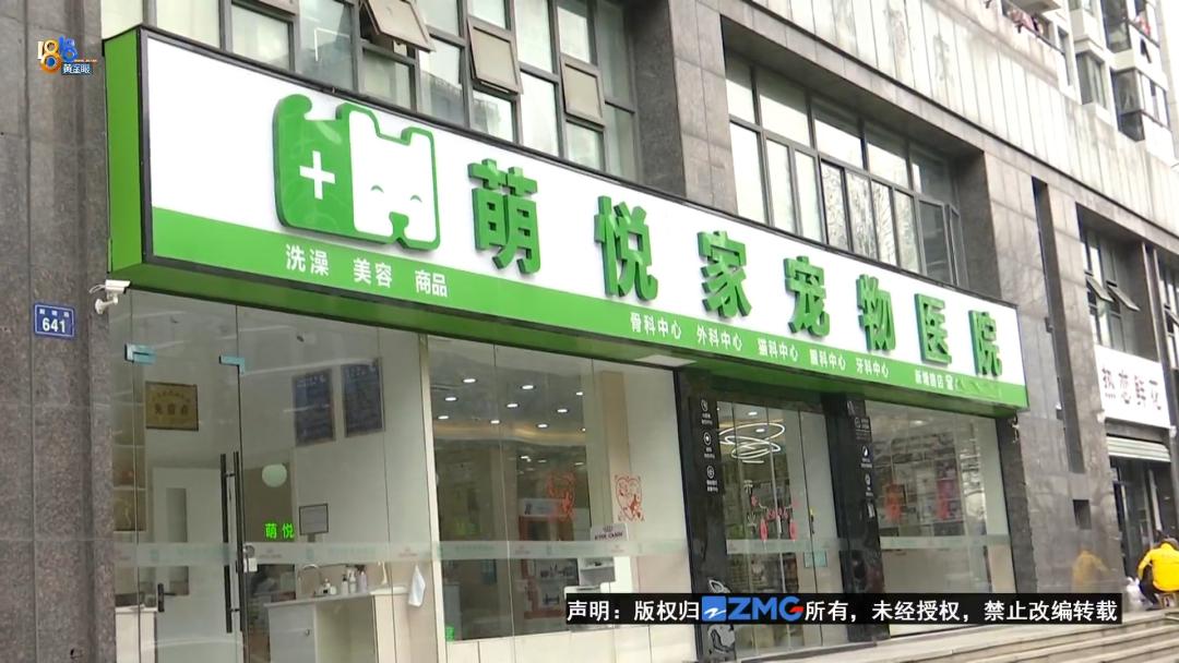 泰迪犬一旦出现这几个行为,泰迪犬能维持一个月吗