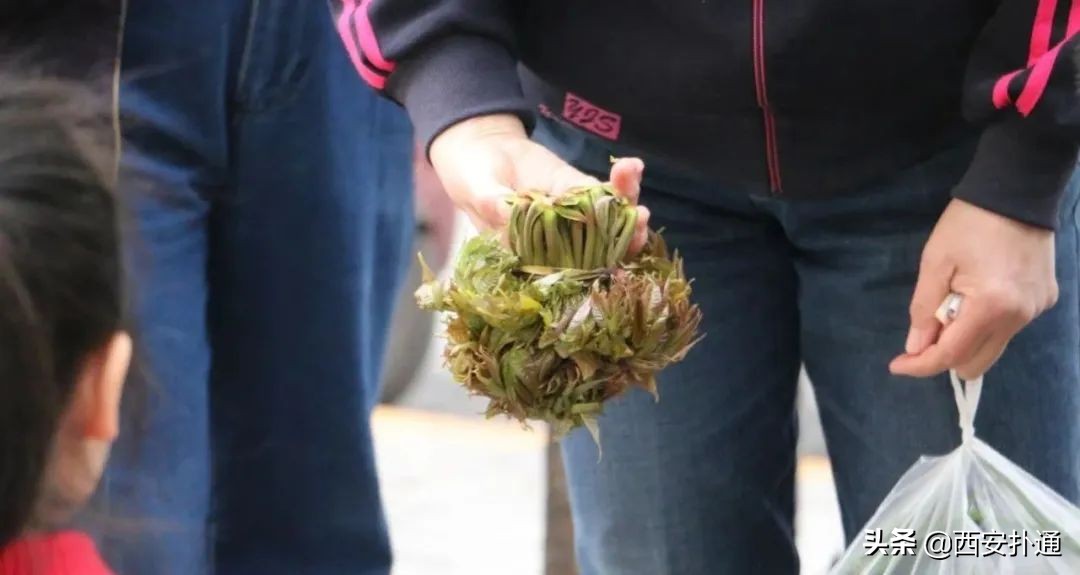 西安曲江哪里有大型批发菜市场,深夜西安十大农贸菜市场