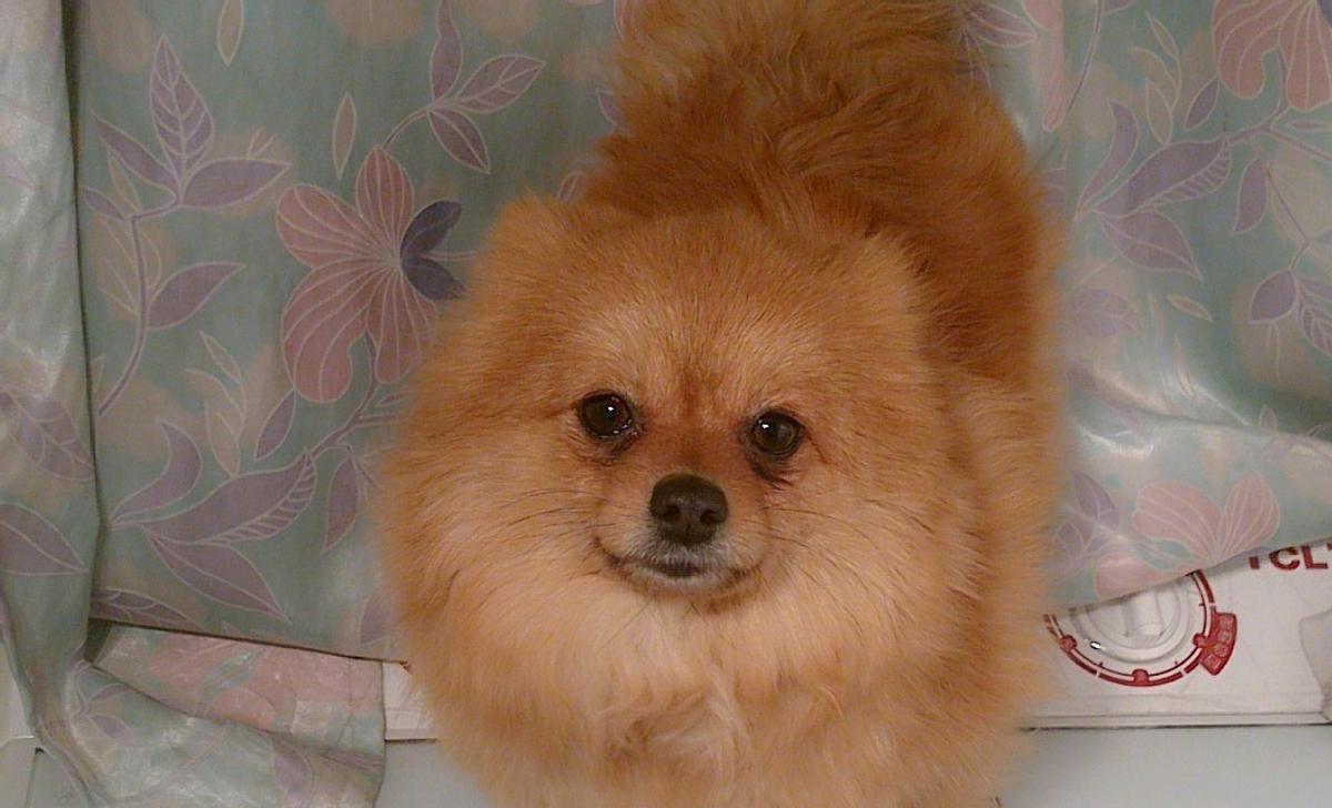 博美为什么泪痕严重,博美泪痕严重有办法解决吗