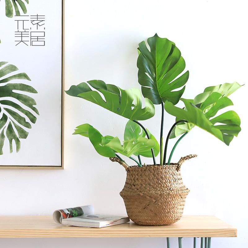 去甲醛效果最好又好养的植物,哪种植物去甲醛最好又好养