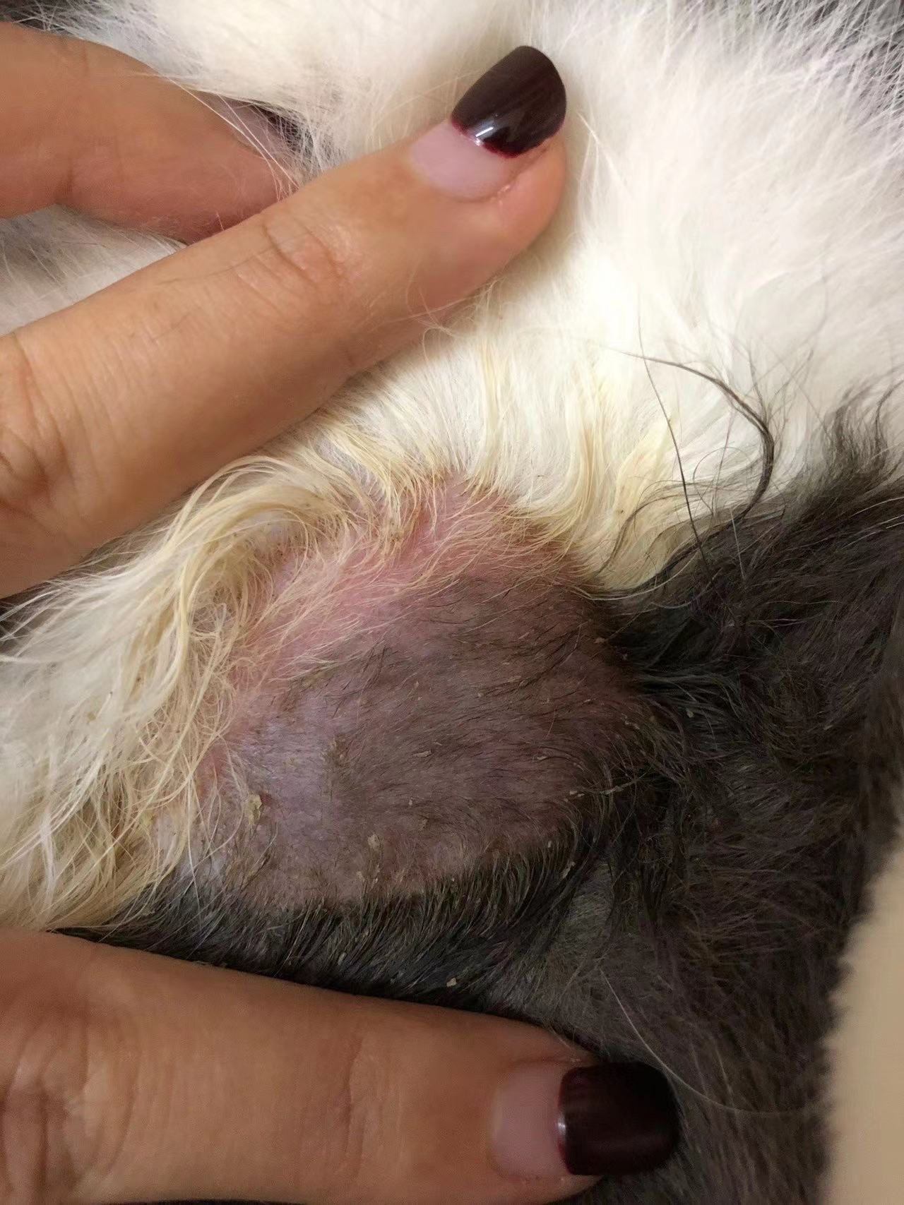 肤曲康治疗猫癣怎么样,猫癣宠物医院治疗费用