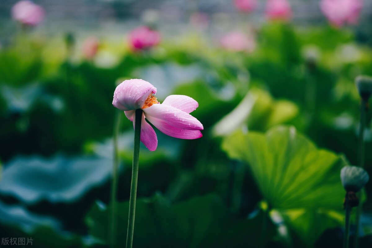 来杯2023，加糖，去冰，愿来年温暖如常，美好如初