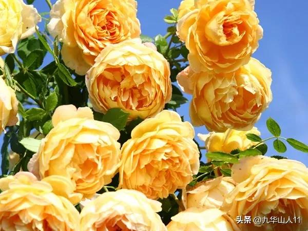 藤本月季品种列表,大红色藤本月季哪个品种好