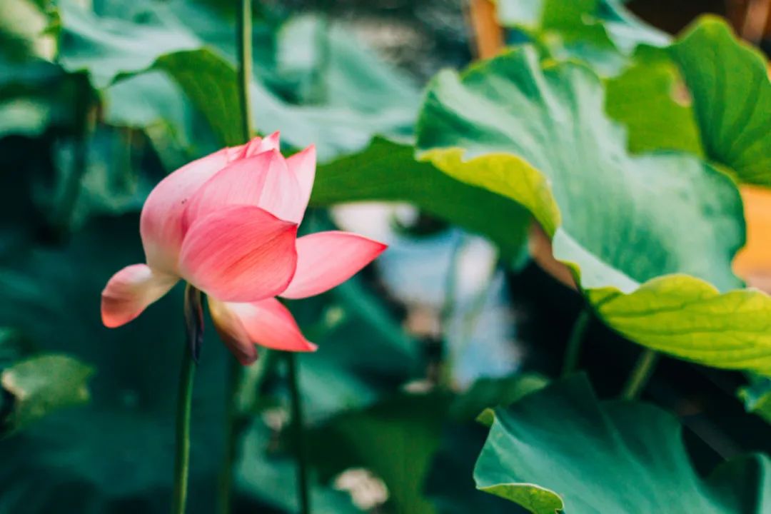 九首宋词尽显宋词千年之美,90句绝美宋词写尽90种动人情思