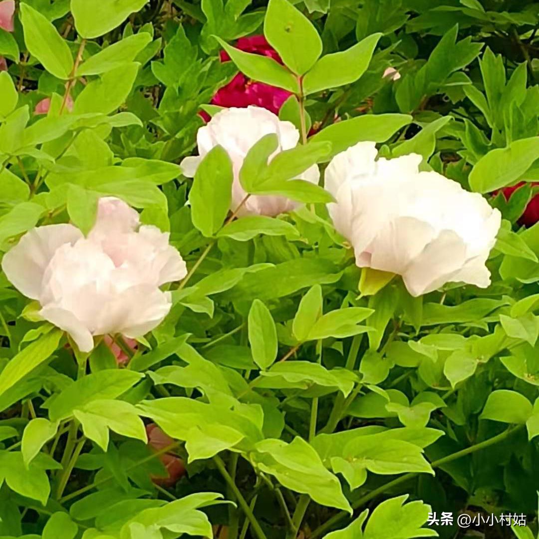 我和我的心理学结缘,我作为一名心理咨询师的感悟