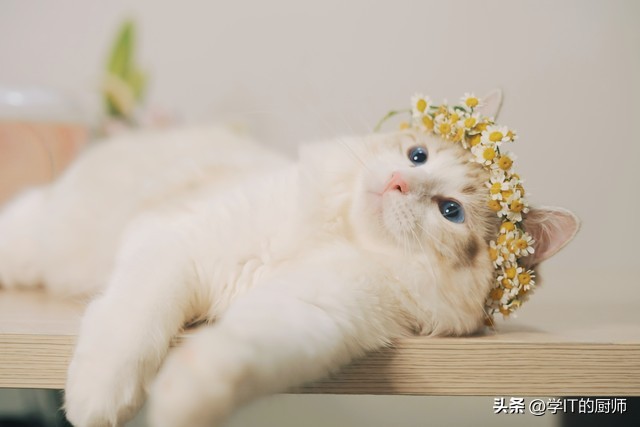 柯尔鸭养殖视频,家庭养殖柯尔鸭回本周期