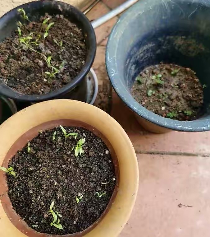 阳台种菜的方法和步骤,阳台种菜的技巧与方法