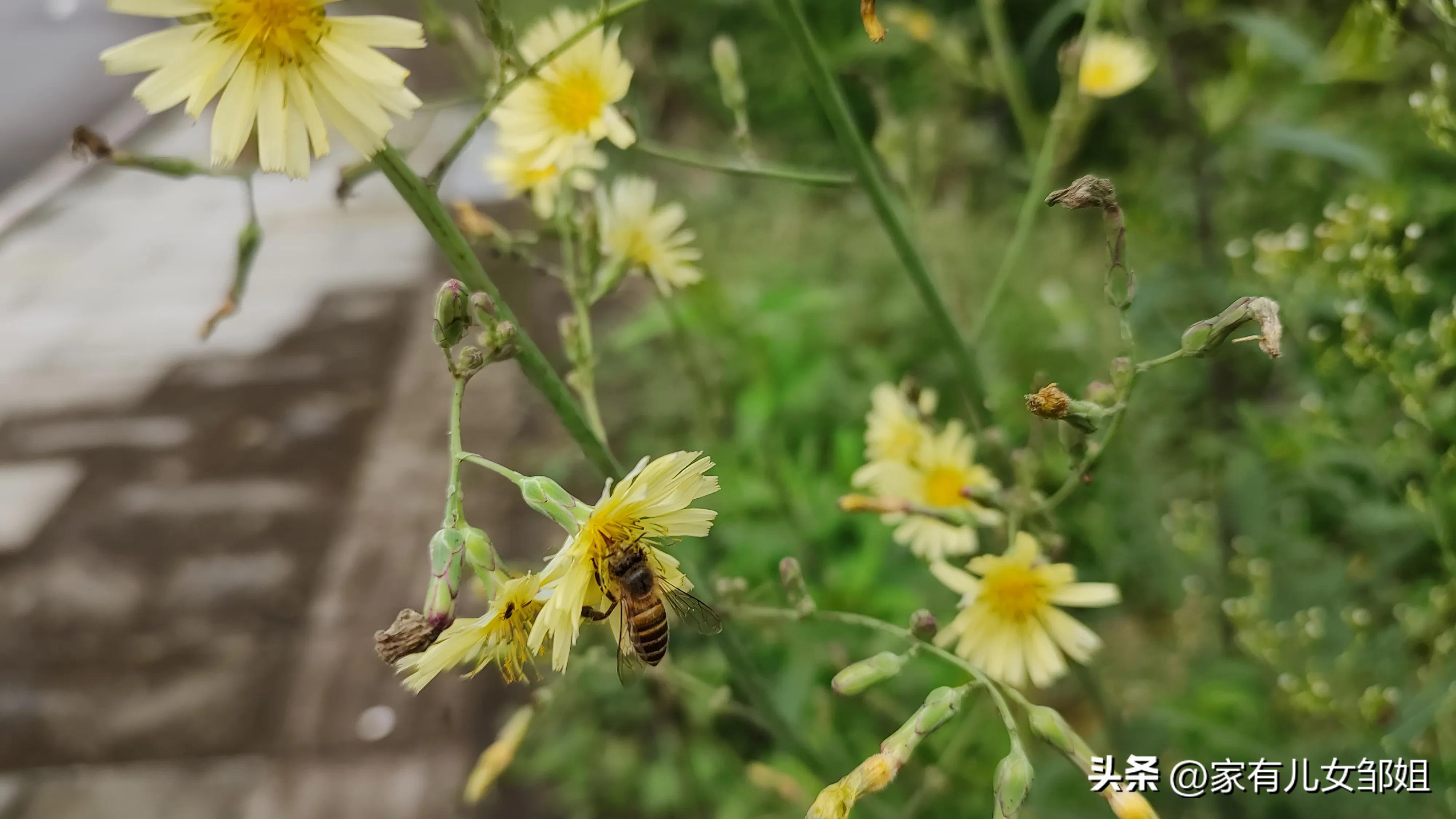 一个人穷游中国坐车去婆婆家,提前结束旅行回家