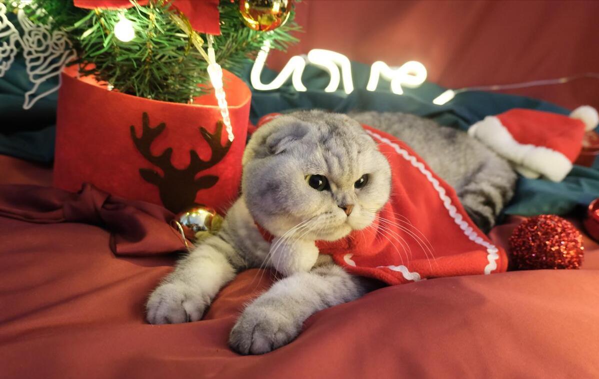 铲屎官回了老家结果给猫喂了猫粮,新手铲屎官注意让猫咪远离毒猫粮