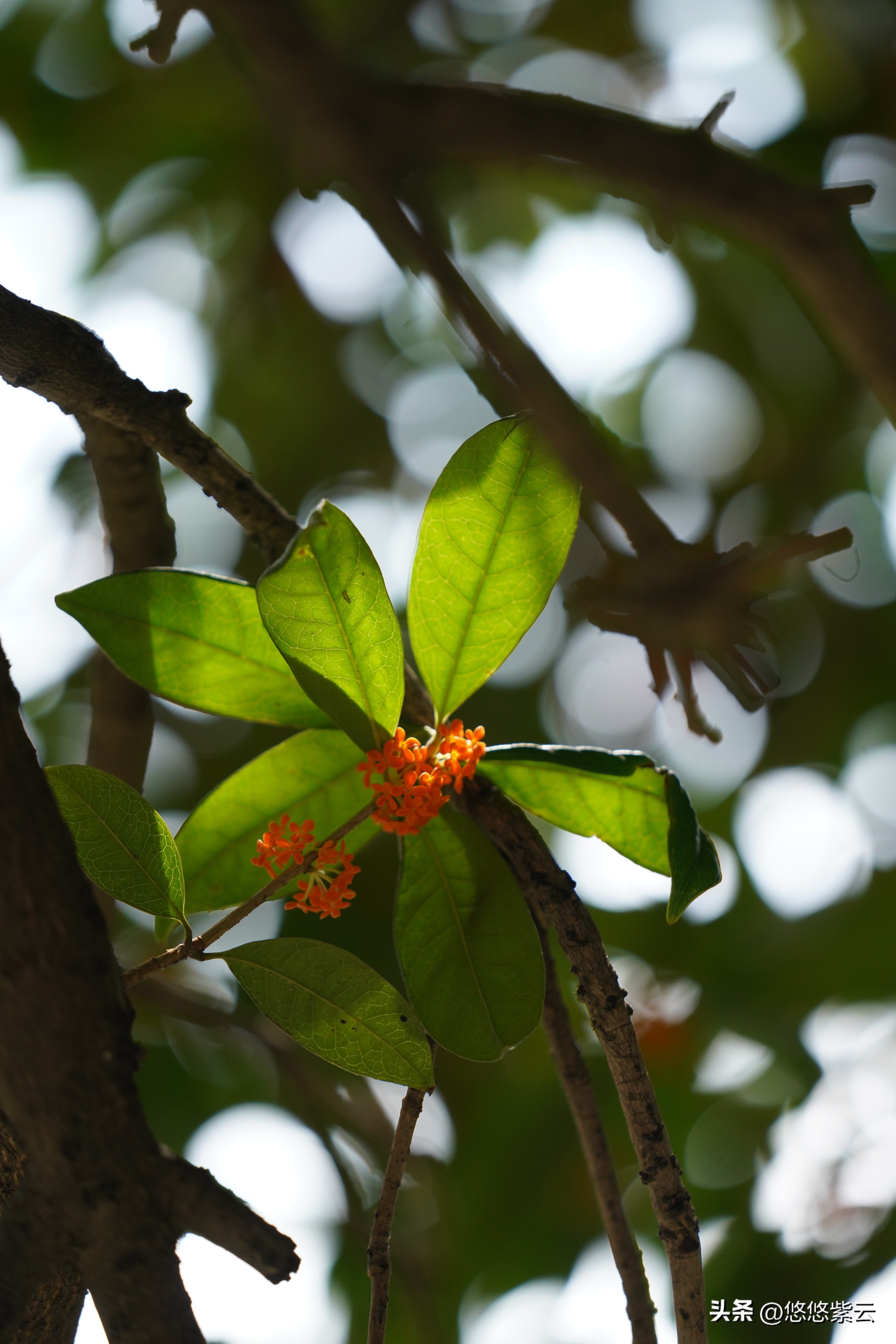 襄阳桂花,襄阳八月桂花遍地开