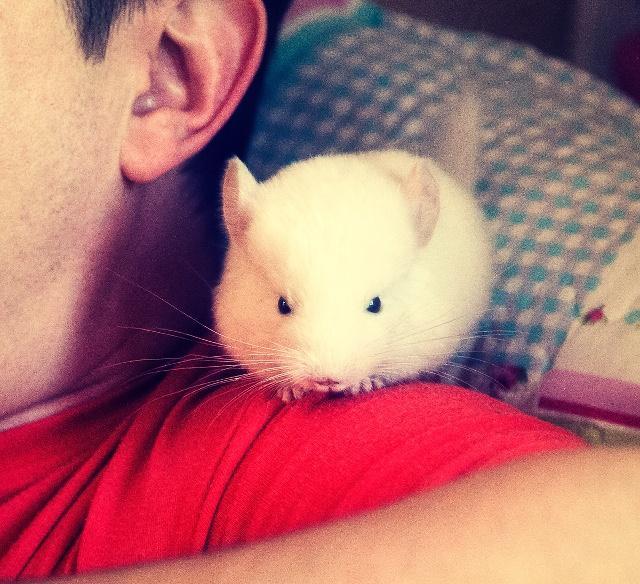 十大粘人的宠物便宜好养,它堪称世界上最好养活的宠物